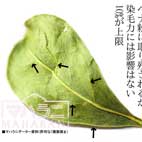 繊維質が少ないとヘナは良く染まる高品質なヘナ？