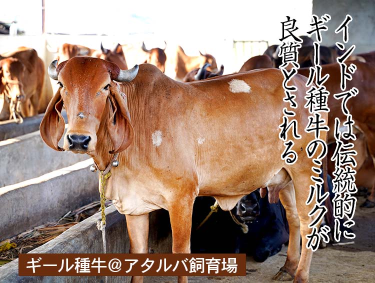 ギール種