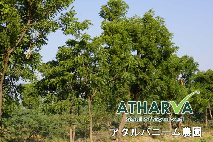アタルバ・ニーム