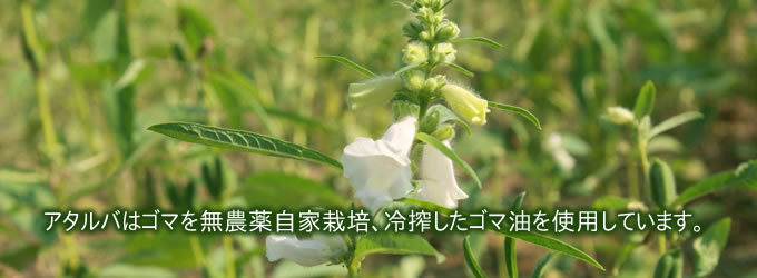  セサミ