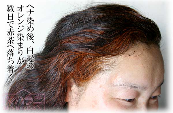 ヘナで染めたら白髪だけがヘナカラーの赤オレンジ色に染まった