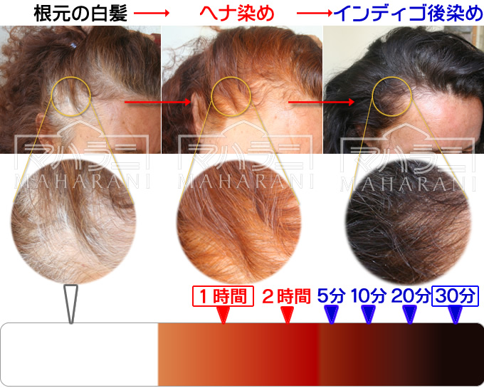 ヘナで染めインディゴで後染める