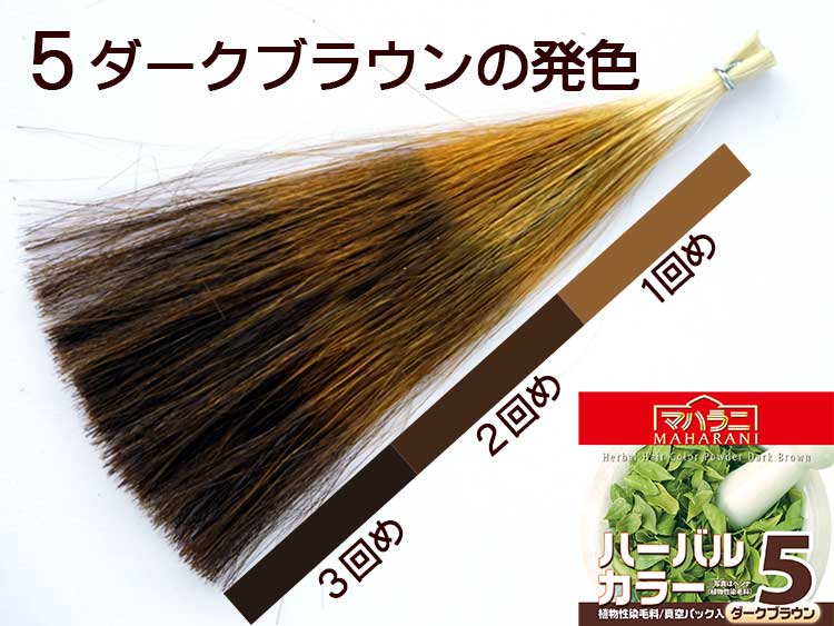 ハーバルカラー５ダークブラウンの染まり例