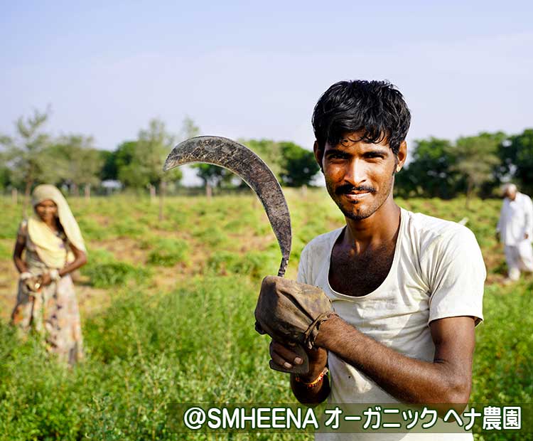 ヘナを刈り取る男性