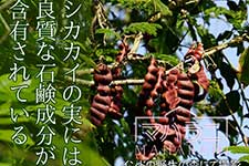 シカカイ