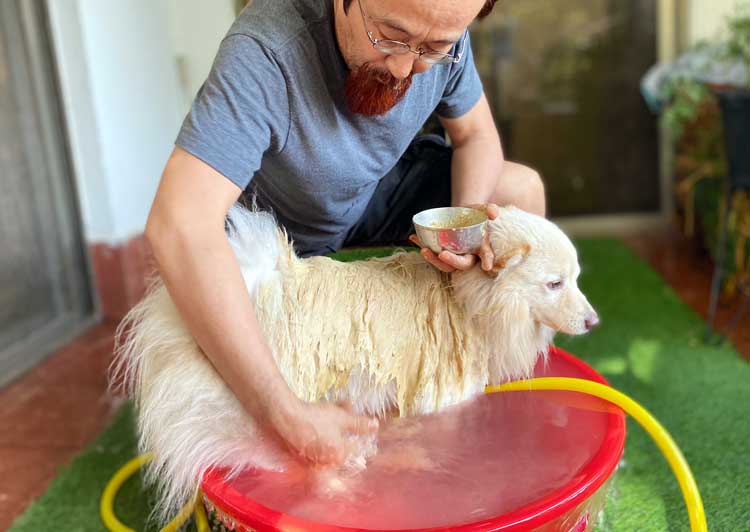 愛犬のハーブシャンプー・ペットの臭いを低減／ムルタニミッティで犬臭を取り除く